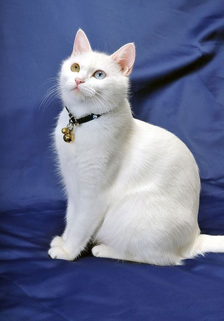Weiße VAN Katze Gemälde 100x70 cm