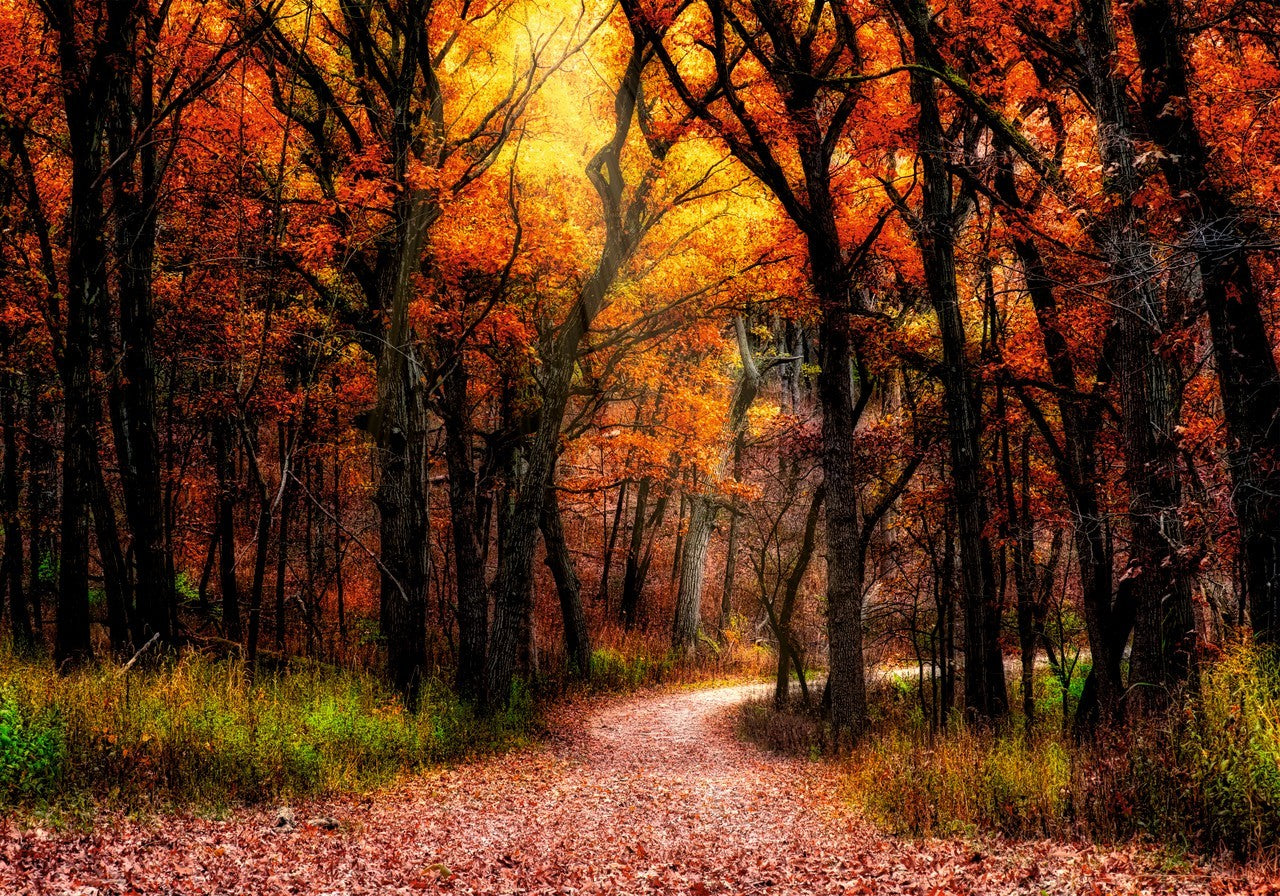 Herbstwald Blätterfall Gemälde 100x70cm