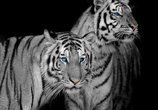 Tiger schwarz weiß Gemälde 100x70 cm